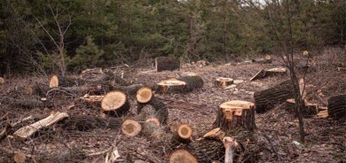 “Piştî dagîrkirina Efrînê daristan lê nemane”