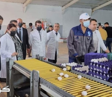 ڕۆژانە ١٣ هەزار کارتۆن هێلکە لە هەرێمی کوردستان بەرهەم دێت پێویستی رۆژانەی ناوخۆی هەرێمی کوردستان ٧ هەزار کارتۆن هێلکەیە