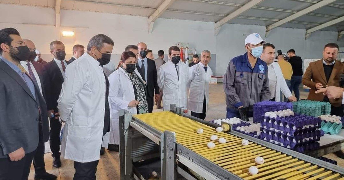 إقليم كوردستان ينتج نحو 5 ملايين بيضة يومياً ويصدر نصفها للمحافظات العراقية