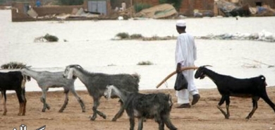 شوانێک کە لە چاوتروکانێکدا بوو بە ملیۆنێر!