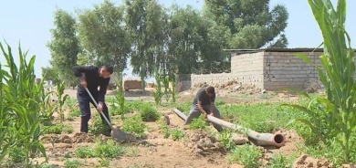 50 % من أراضي الفلاحين الكورد في داقوق مهددة بالاستيلاء عليها