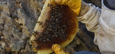 Derxistina hingivê zinaran li Colemêrgê