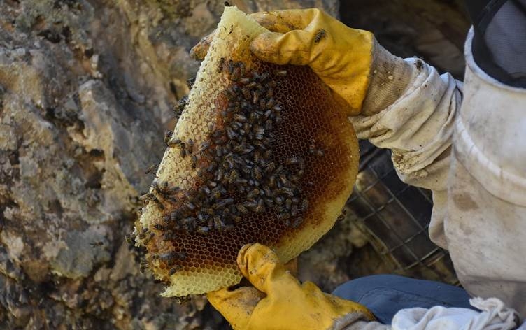 Derxistina hingivê zinaran li Colemêrgê