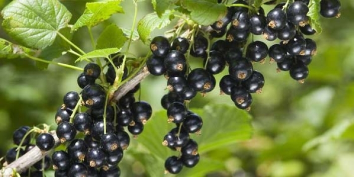 دراسة بريطانية: الكشمش الأسود يقلل من خطر الإصابة بمرض مزمن