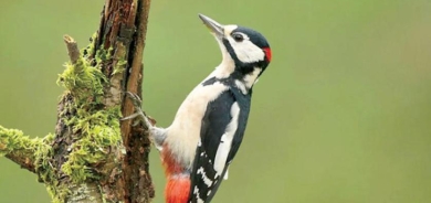 ما أوجه الشبه بين نقار الخشب والبشر؟