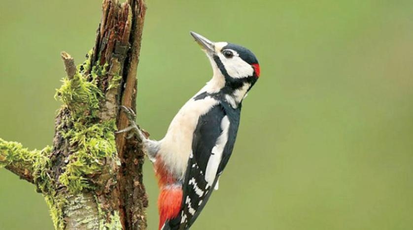ما أوجه الشبه بين نقار الخشب والبشر؟