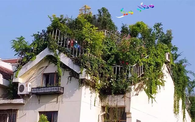 باخچەی سەر خانوو