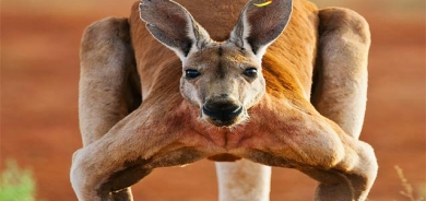 كەنگەرە ماسوولكەدارەكان