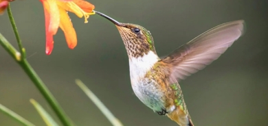 بچووكترین باڵندە لە جیهاندا