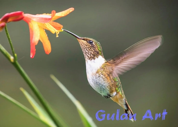 بچووكترین باڵندە لە جیهاندا