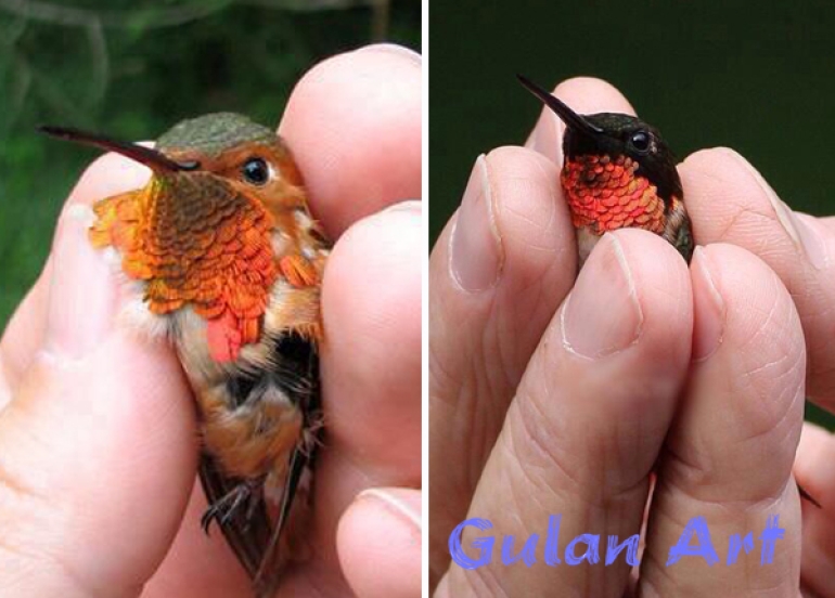 بچووكترین باڵندە لە جیهاندا