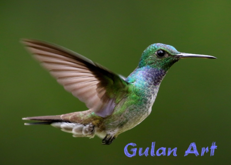 بچووكترین باڵندە لە جیهاندا