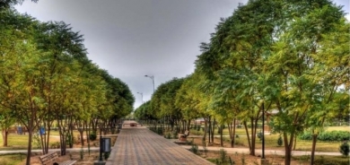 خطة ‹استراتيجية› لزراعة 100 مليون شجرة في أربيل