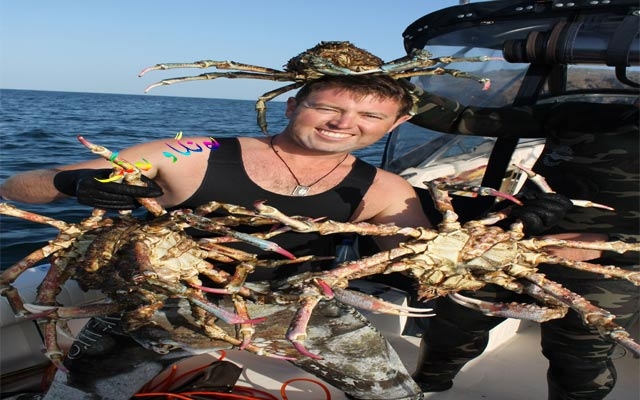 شێتی گیاندارانە