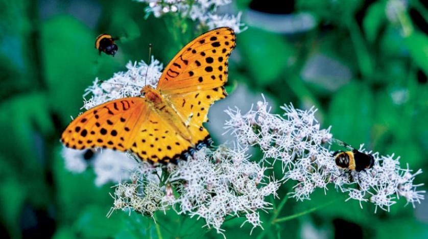 كشف السر وراء تلون أجنحة الفراشات