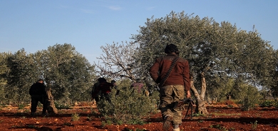 HTŞ di bin navê (zekata zeytê) de bacê li cotkarên Efrînê disepîne