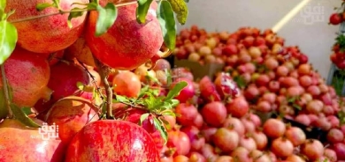 قرابة مليار دينار عائدات مهرجان الرمان الثامن في حلبجة