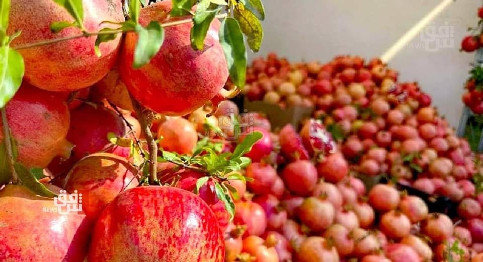 قرابة مليار دينار عائدات مهرجان الرمان الثامن في حلبجة