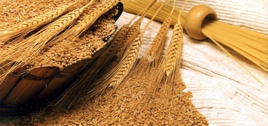 العراق يشتري نحو 150 ألف طن من القمح