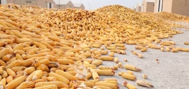 كركوك توجه نداء عاجلاً الى المالية: انقذوا الفلاحين من خسائر فادحة