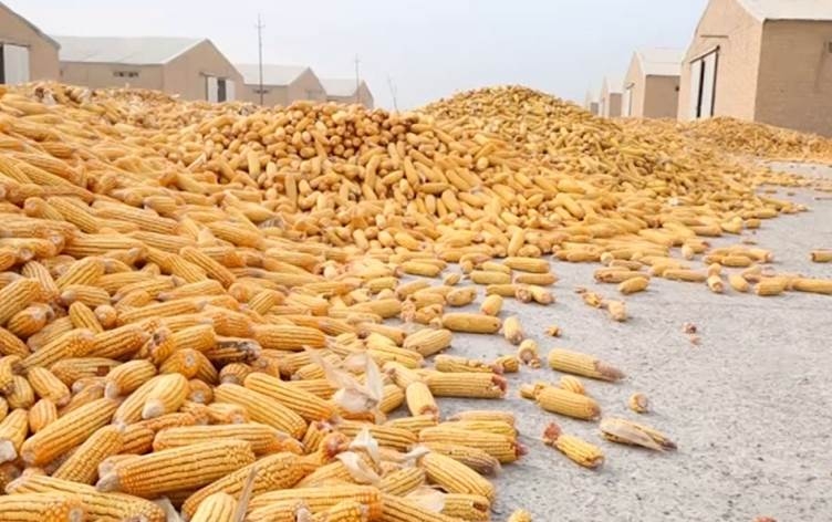 كركوك توجه نداء عاجلاً الى المالية: انقذوا الفلاحين من خسائر فادحة