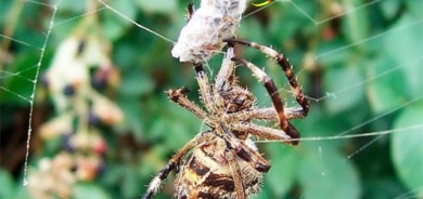 دیاریی جاڵجاڵۆكە