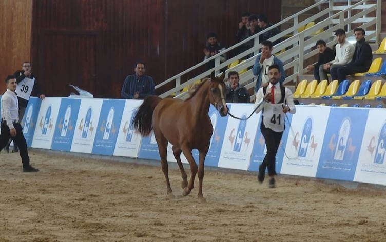 Hewlêr: Festîvala Sumerê ya Bedewiya Hespên Erebî birêve çû