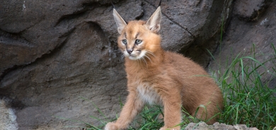 شاجوانی پشیلەكان