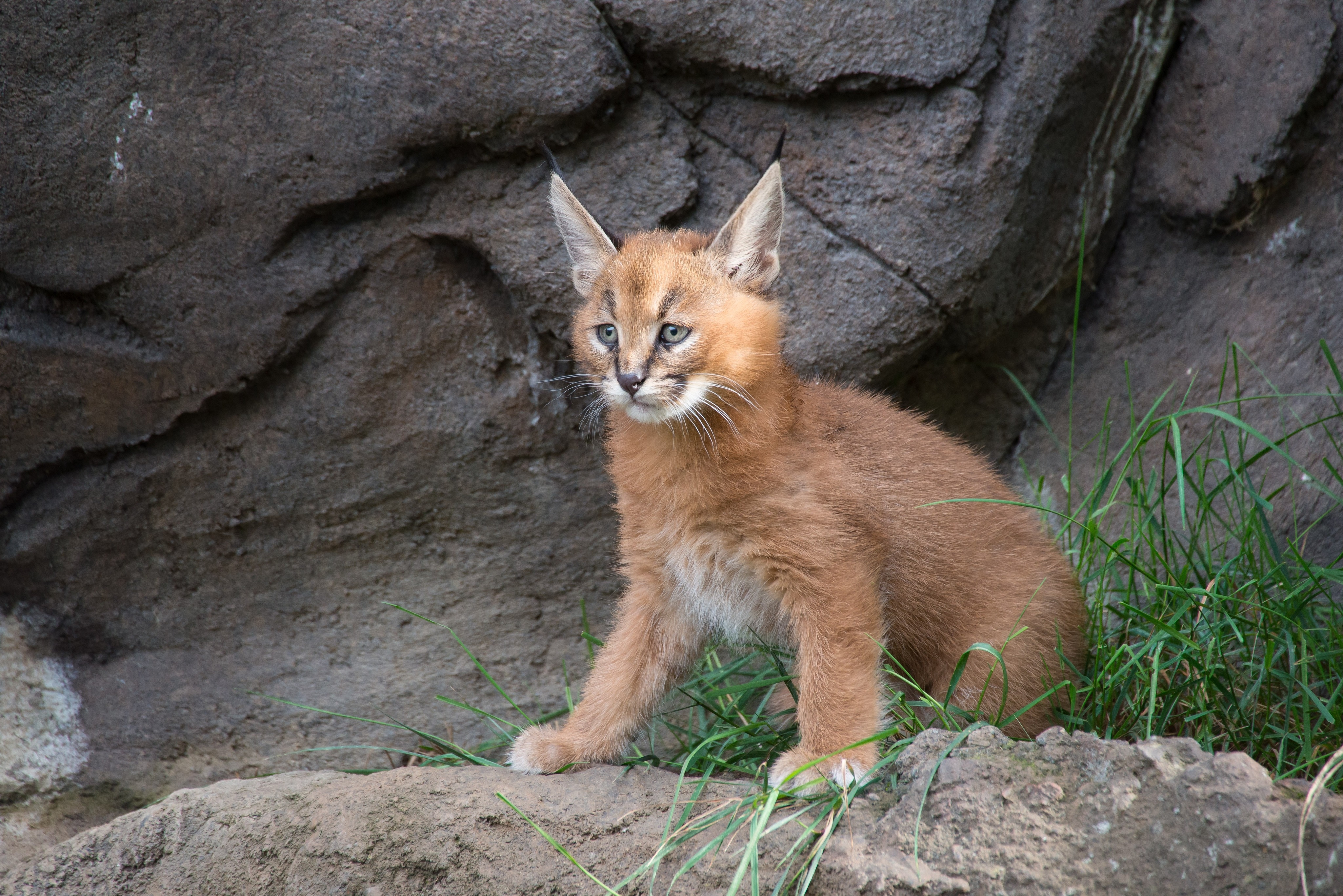 شاجوانی پشیلەكان