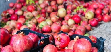Kurdistan piştî hinaran dê sê berhemên din jî hinarde bike