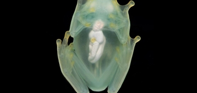 Study reveals how glass frogs become transparent