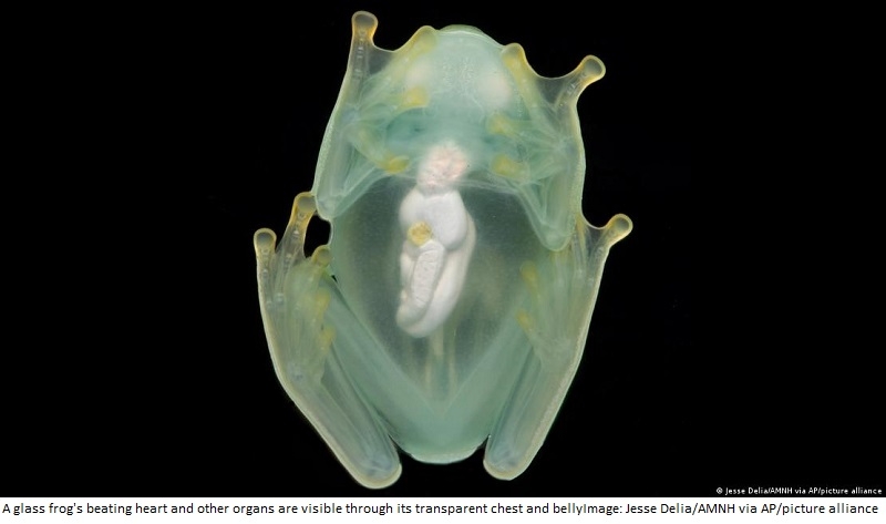 Study reveals how glass frogs become transparent