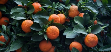 ليس آمناً على الجميع .. تعرف على فوائد ثمار اللارنج الحمضية