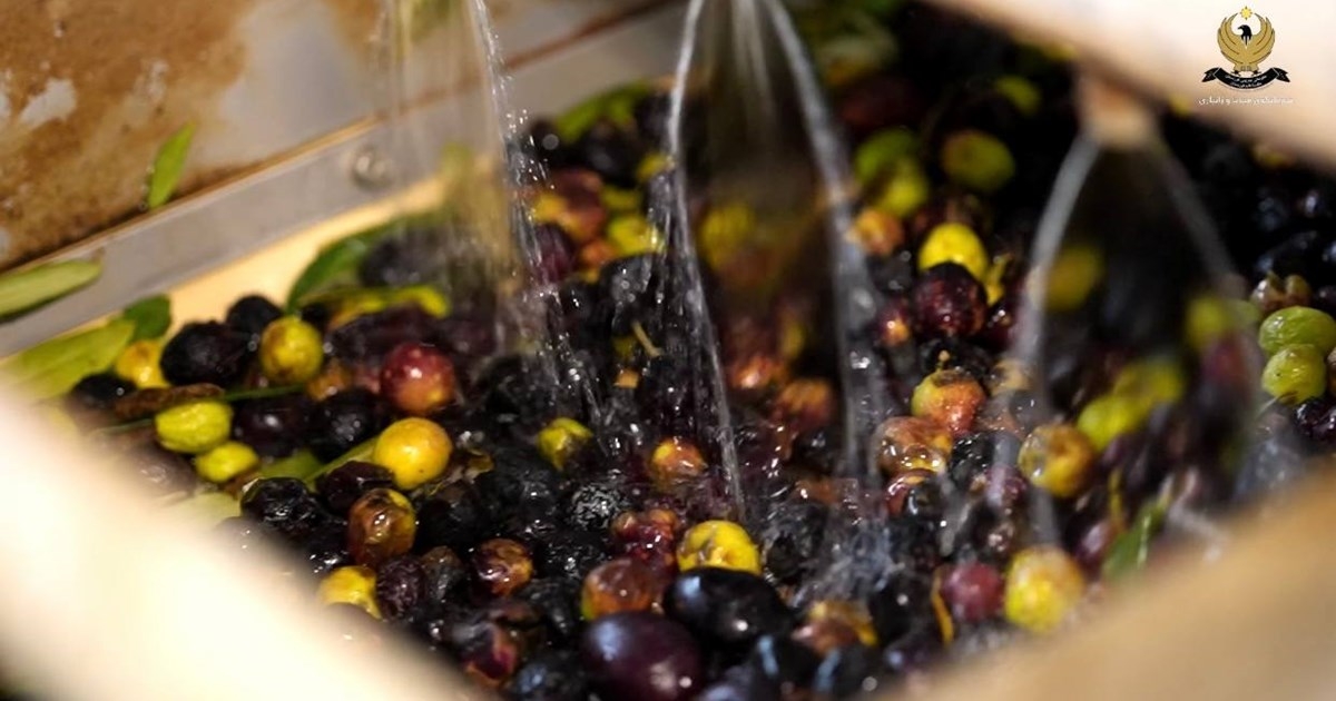 Kurdistan Region produces 110 tons of olive oil daily