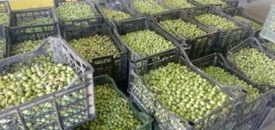 طلب كبير على المنتج المحلي .. 1350 مزارع يعملون في إنتاج الزيتون بإقليم كوردستان