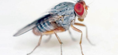 «ذبابة الفاكهة» تكشف أسرار شيخوخة القلب