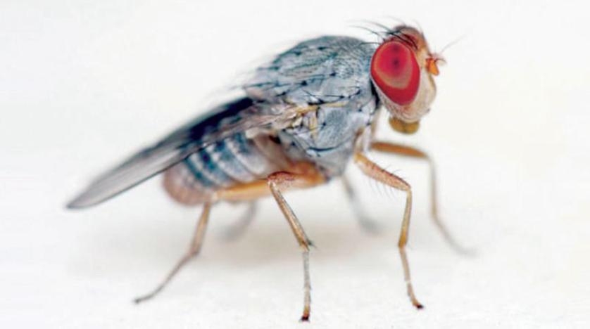 «ذبابة الفاكهة» تكشف أسرار شيخوخة القلب