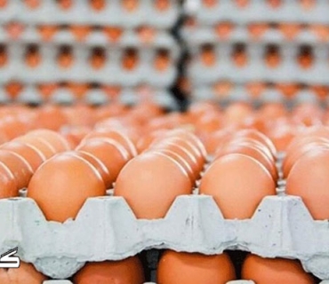 بەرهەمی ڕۆژانەی هێلکە ٥٠٪ زیاترە لە پێویستی ناوخۆ