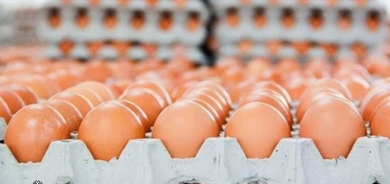 بەرهەمی ڕۆژانەی هێلکە ٥٠٪ زیاترە لە پێویستی ناوخۆ