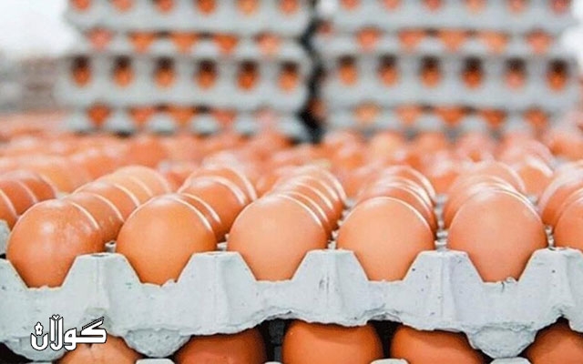 بەرهەمی ڕۆژانەی هێلکە ٥٠٪ زیاترە لە پێویستی ناوخۆ