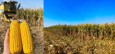 Berhemanîna garis li Herêma Kurdistanê gihiştiye 500 hezar ton