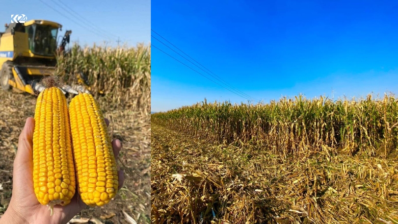 Berhemanîna garis li Herêma Kurdistanê gihiştiye 500 hezar ton