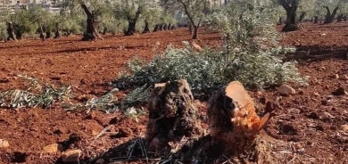 Grûpên çekdaran 340 darên zeytûnan li Efrînê dibirin û didizin