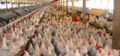 جملة إجراءات من زراعة إقليم كوردستان لحماية وزيادة منتجات الدواجن