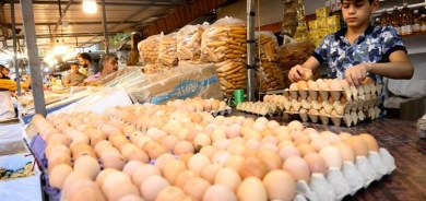 وزارة زراعة إقليم كوردستان: سنرسل الفائض من بيض المائدة إلى محافظات الوسط والجنوب