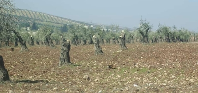 Efrîn.. Grûpên çekdaran 450 darên zeytûnan dibirin û didizin