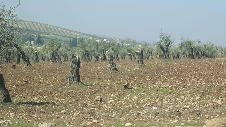 Efrîn.. Grûpên çekdaran 450 darên zeytûnan dibirin û didizin
