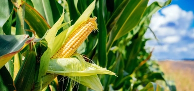 إقليم كوردستان ينتج المزيد من الذرة.. وينوي تصدير الفائض منها إلى الأسواق الخارجية