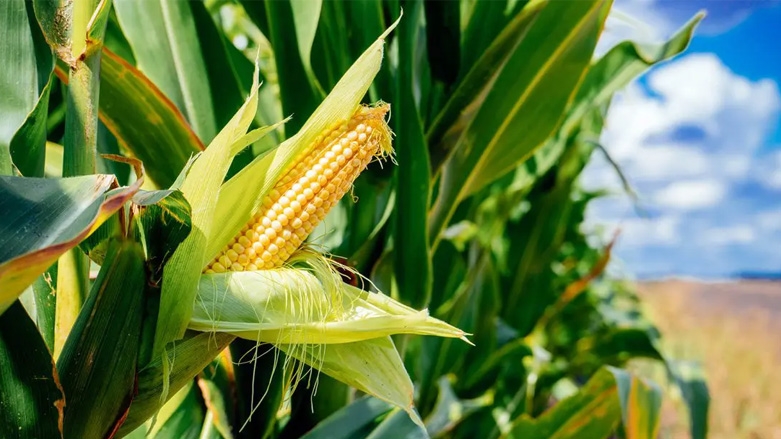 إقليم كوردستان ينتج المزيد من الذرة.. وينوي تصدير الفائض منها إلى الأسواق الخارجية