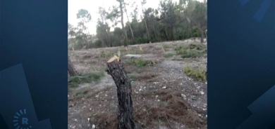 Çekdar û erebên hawirde birîna daran li Efrînê berdewam dikin